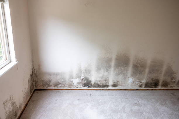 Best Commercial Mold Inspection  in Zuni Pueblo, NM